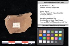 Foto (Objekt + Etikett) von Xylomites pistaciae Ettingshausen (NHMW-GEO-2024-0188-0071a)